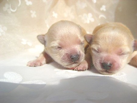 ロングコートチワワ 子犬フリー画像