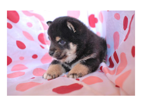 豆柴 子犬フリー画像