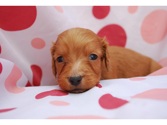 �_�b�N�X�t���h�@�q���t���[�摜