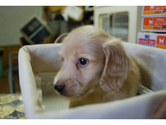 �_�b�N�X�t���h�@�q���t���[�摜