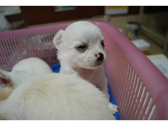 �`���������O�@�q���t���[�摜