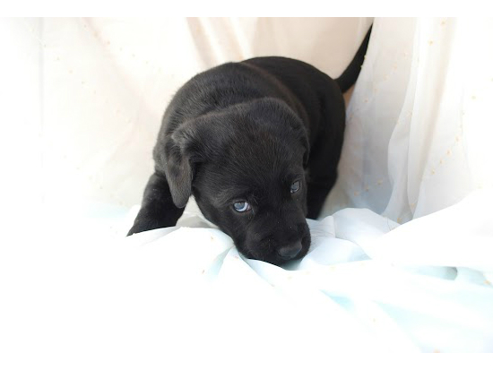 ���u���h�[�����g���o�[�@�q���t���[�摜