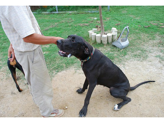 グレートデーンの子犬写真