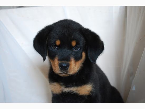 ロットワイラーの子犬写真