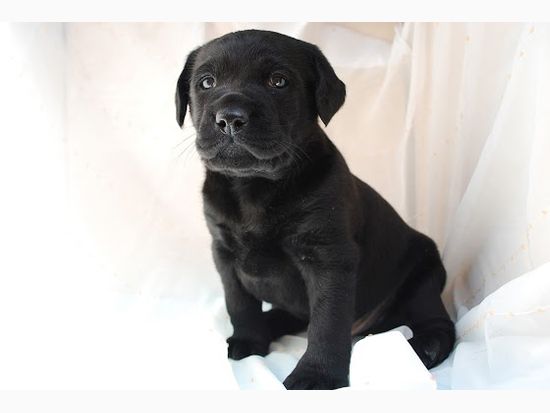 ラブラドールレトリバーの子犬写真