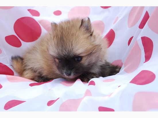 チワワの子犬写真