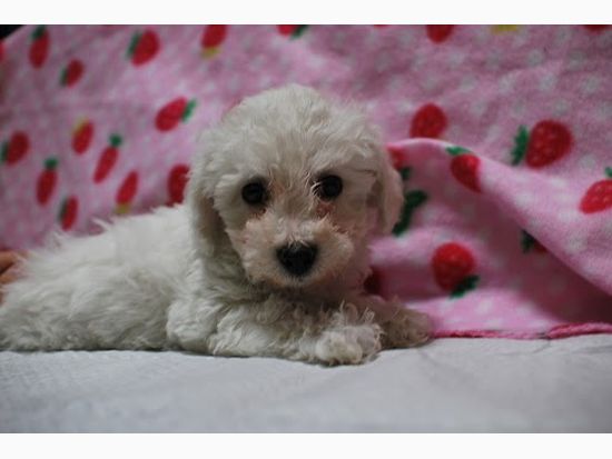 ビションフリーゼの子犬写真