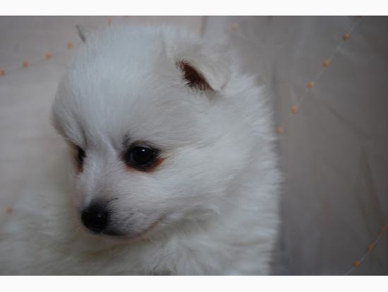 サモエドの子犬写真