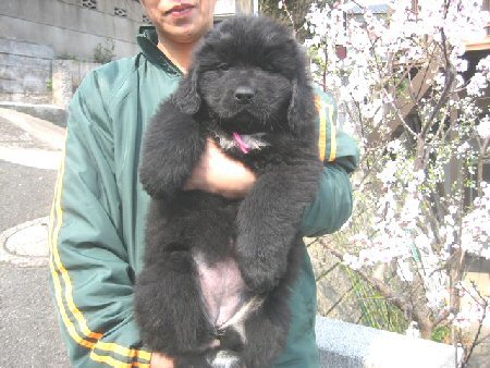 ニューファンドランド 子犬フリー画像