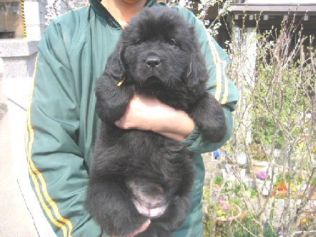 ニューファンドランド 子犬フリー画像