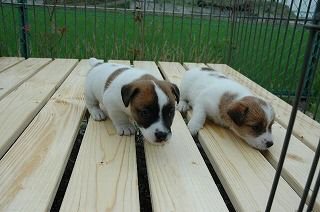 コイケルホンディエ 子犬フリー画像