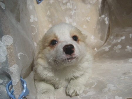 �{�[�_�[�R���[�@�q���t���[�摜