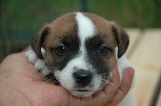 �R�[�C�P���z���f�B�G�@�q���t���[�摜