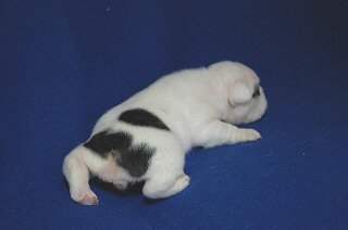 �t�����`�u���h�b�O�@�q���t���[�摜