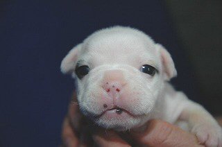 �t�����`�u���h�b�O�@�q���t���[�摜