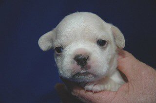 �t�����`�u���h�b�O�@�q���t���[�摜