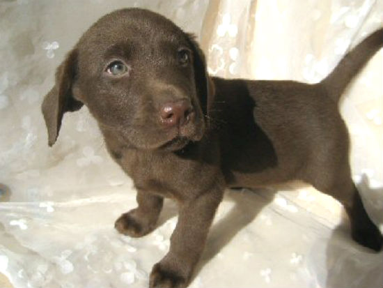 ���u���h�[�����g���o�[�@�q���t���[�摜