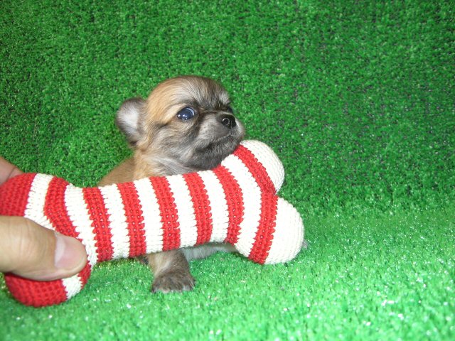 �����O�R�[�g �`�����@�q���t���[�摜