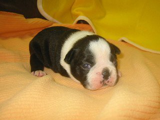 �t�����`�u���h�b�O�@�q���t���[�摜