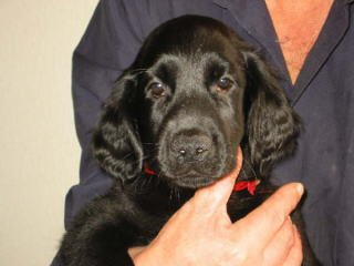 �t���b�g�R�[�e�b�h���g���o�[�@�q���t���[�摜