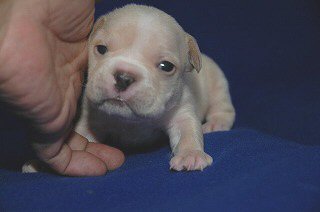 �t�����`�u���h�b�O�@�q���t���[�摜