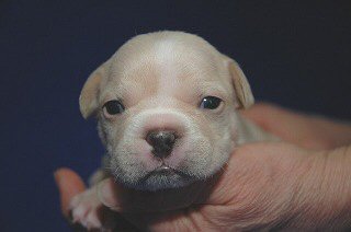 �t�����`�u���h�b�O�@�q���t���[�摜