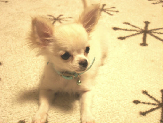 �`�����@�q���t���[�摜