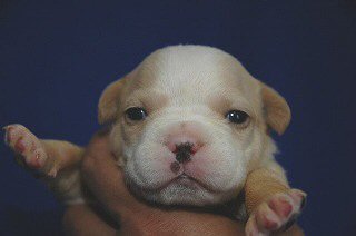 �t�����`�u���h�b�O�@�q���t���[�摜