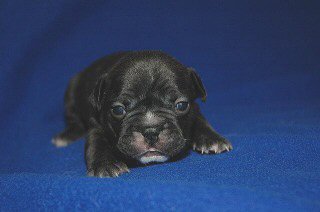 �t�����`�u���h�b�O�@�q���t���[�摜