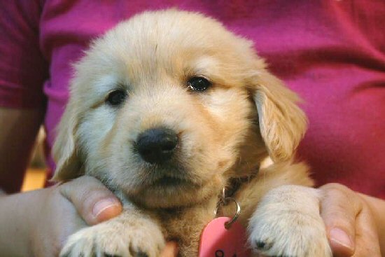 �S�[���f�����g���o�[�@�q���t���[�摜