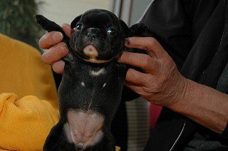 �t�����`�u���h�b�O�@�q���t���[�摜