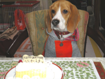 NO006�@�r�[�O�����̃W�F�i�[�����