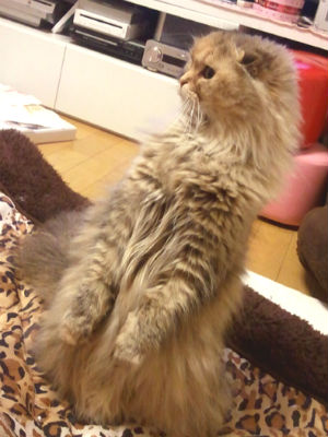 �X�R�e�B�b�V���t�H�[���h���܂����