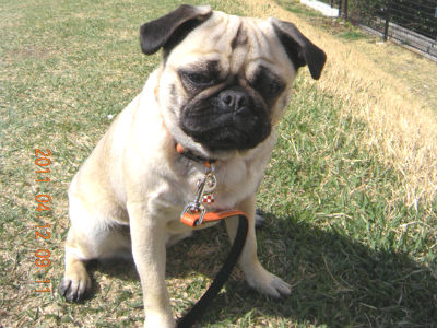 �p�O�̂Ȃ����