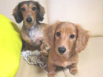 �_�b�N�t���h�@VIVI�����ACOCO�����