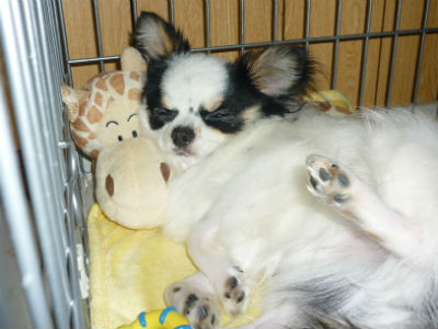 �`�����̂����������