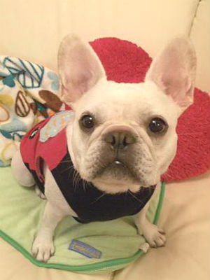 �t�����`�u���h�b�O�@���������