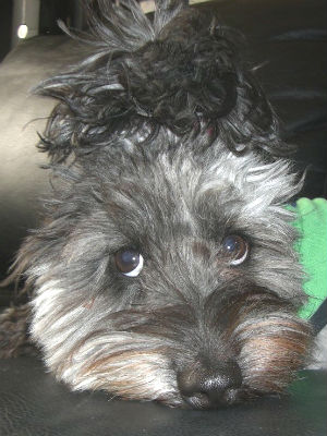 �~�b�N�X���@�s�b�s�����