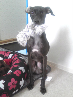 �C�^�O���@�e�������