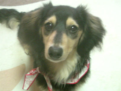 �~�j�`���A�_�b�N�X�t���h�@�J�C�N