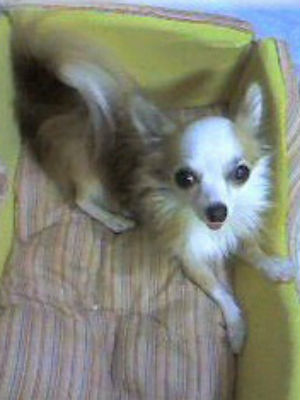 �`���� �����O �ʐ^