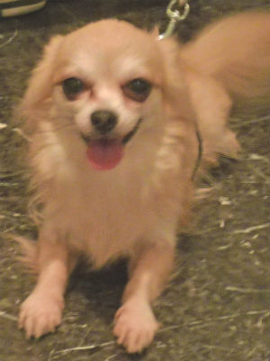 �`���� �����O �ʐ^