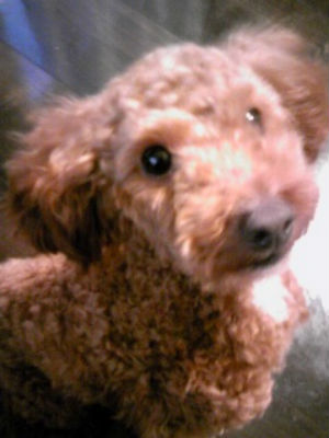 �g�C�v�[�h�� �ʐ^