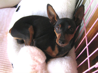 �~�j�`���A�s���V���[