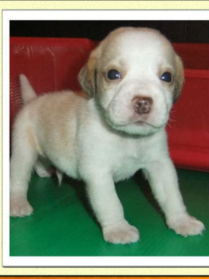 �r�[�O���̎q�� �ʐ^