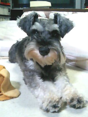 �~�j�`���A�V���i�E�U�[ �ʐ^