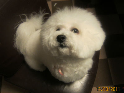 �r�V�����t���[�[ �ʐ^