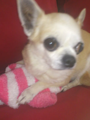 �`���� �����O �ʐ^