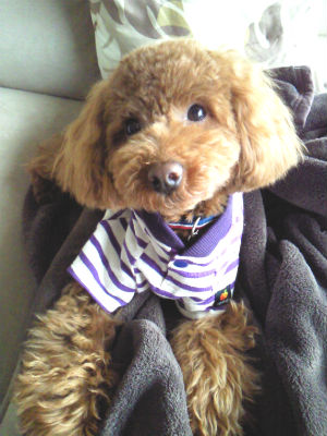 �g�C�v�[�h�� �����O �ʐ^