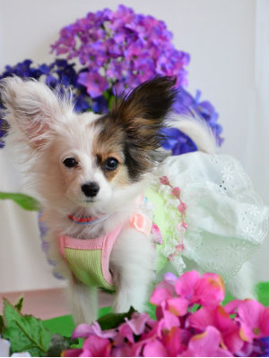 �p�s�����@���@��t